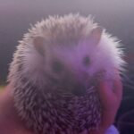 浅风的头像-Jinricp韩国女团中文资源站|中文字幕|BJ主播|PandaTV|直播|免费下载